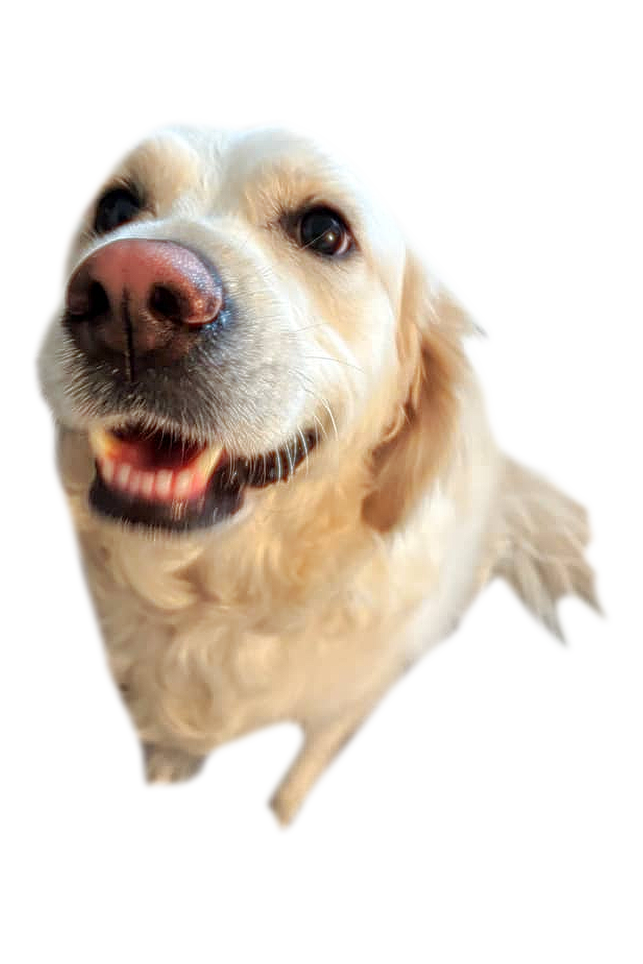 Dog graphic