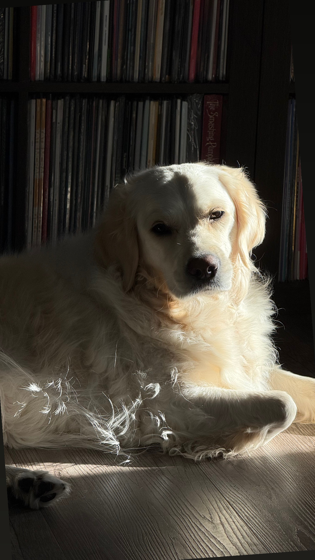 Dog photo 1