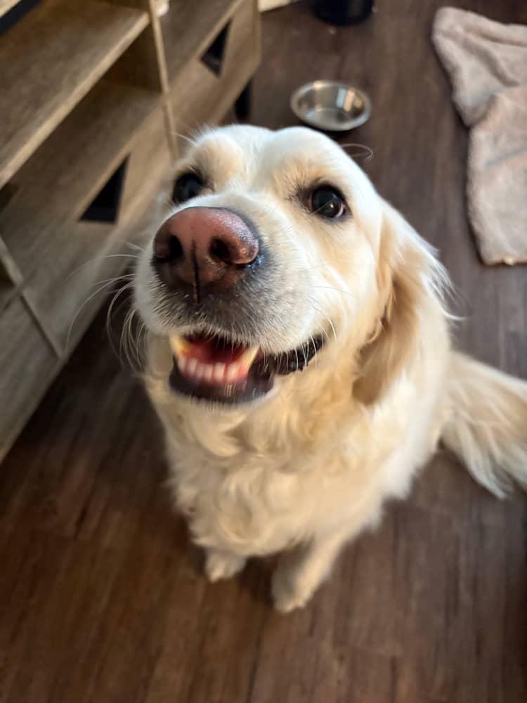 Dog photo 3
