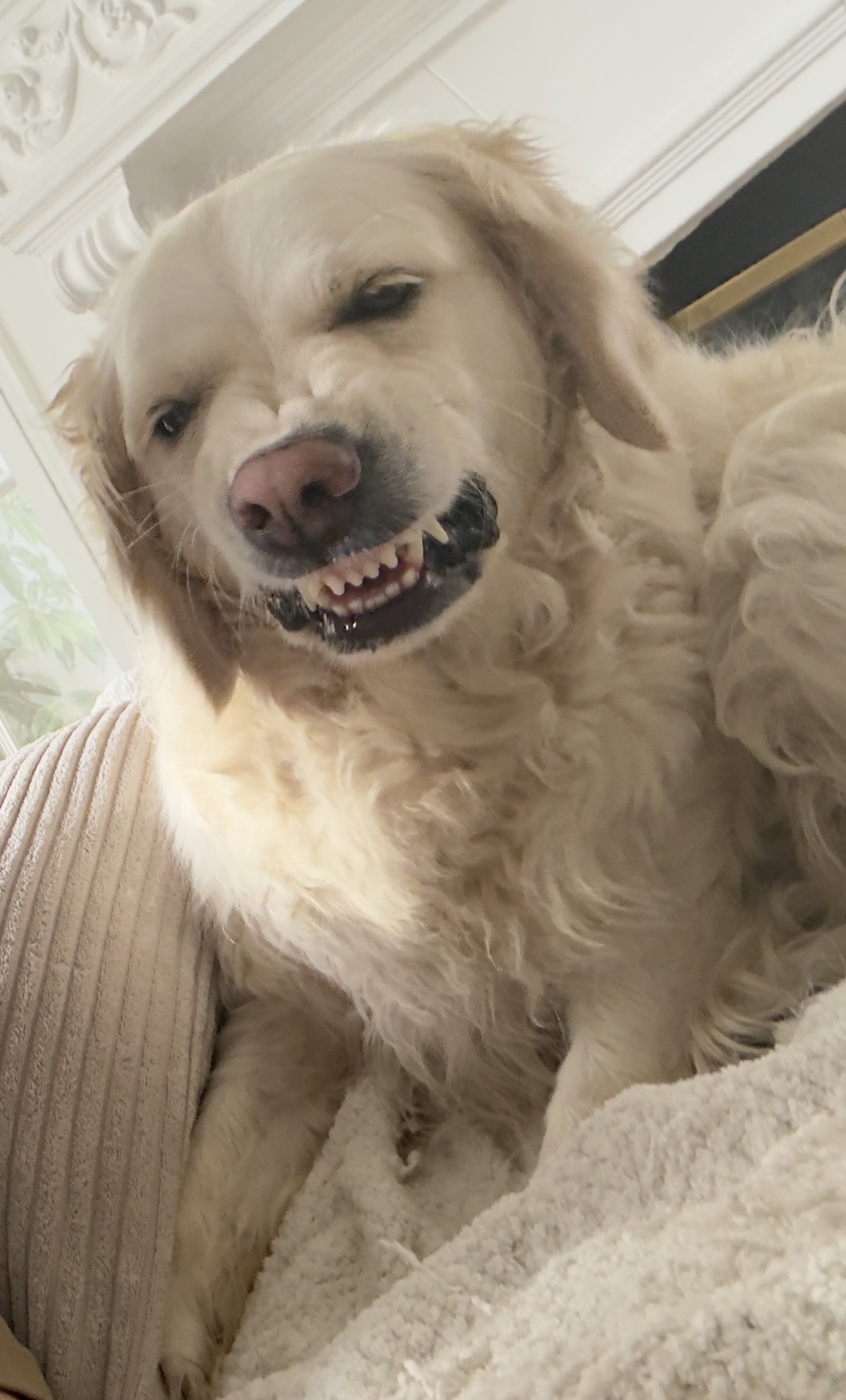 Dog photo 4